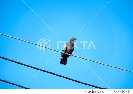 pigeon on the electrical cable pigeon on the electrical cable 19054086