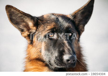 Beautiful Young Brown German Shepherd Dog  19054304