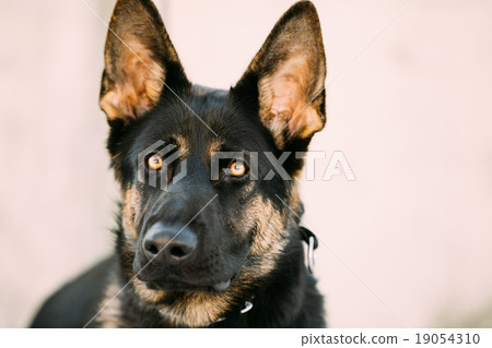 Beautiful Young Brown German Shepherd Dog  19054310