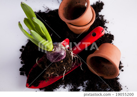Gardening concept, work tools, plants Gardening concept, work tools, plants 19055200
