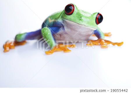 Crazy frog, funny bright tone concept Crazy frog, funny bright tone concept 19055442