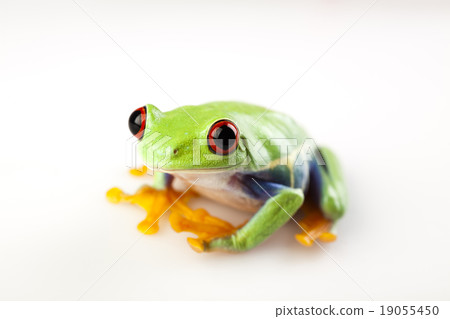 Crazy frog, funny bright tone concept 19055450