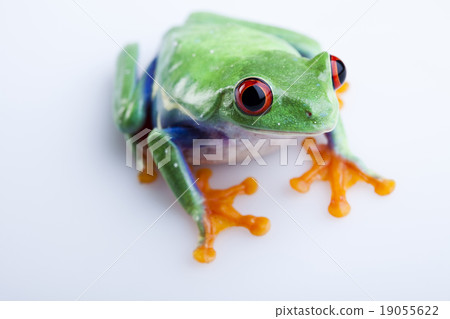Red eyed tree frog, funny bright tone concept 19055622