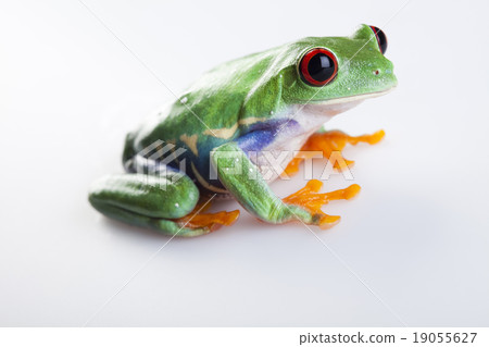 Red eyed tree frog, funny bright tone concept 19055627