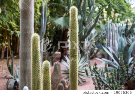 Cactus details in Jardin Majorelle 19056366