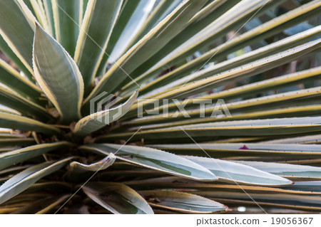 Plant texture 19056367