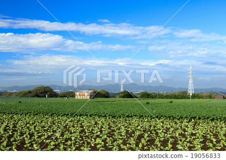 Field of autumnal weather Field of autumnal weather 19056833