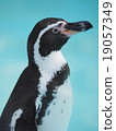 洋子洪堡企鵝 19057349