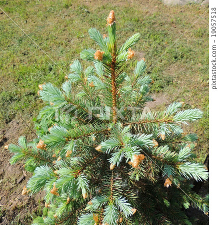 Shoots a small blue spruce Shoots a small blue spruce 19057518