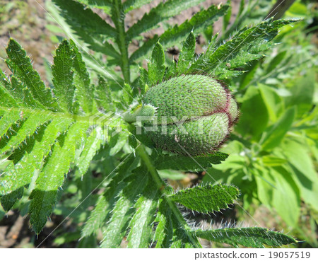 Oriental poppy bud, Papaver orientale 19057519