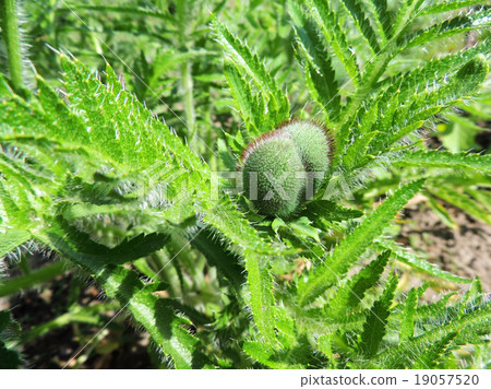 Oriental poppy bud, Papaver orientale 19057520