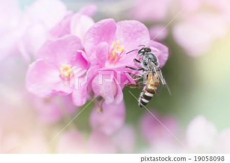 abstract background, insect and flower gloss light rainbow. abstract background, insect and flower gloss light rainbow. 19058098