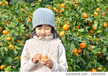 Girls hunting tangerines 19058500