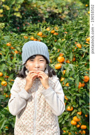 Girls hunting tangerines Girls hunting tangerines 19058502