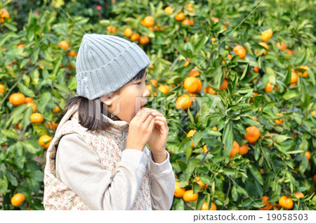 Girls hunting tangerines 19058503