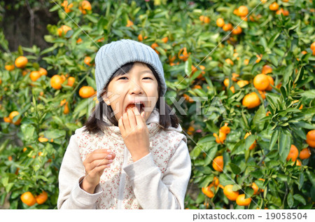Girls hunting tangerines 19058504