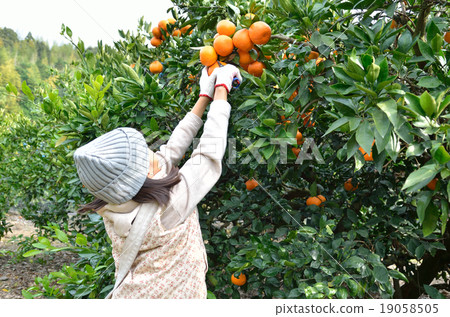 Girls hunting tangerines 19058505