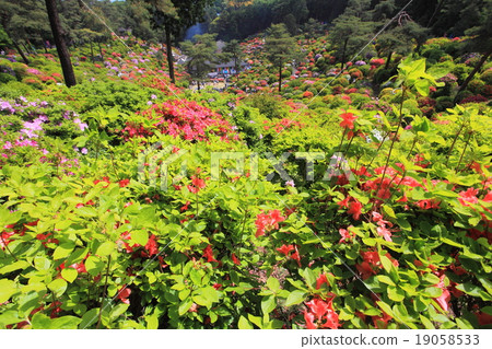 鹽船Kanonji杜鵑花節 19058533