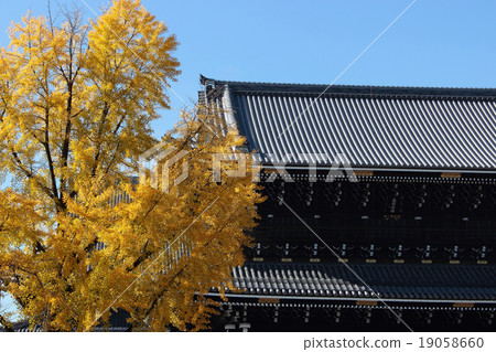 Ginkgo of Higashi Honganji Temple in Kyoto 19058660