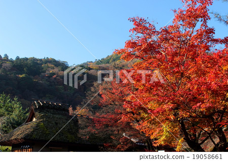 Autumn leaves of Kyoto Tenryu-ji Tower head Baekjeon 19058661