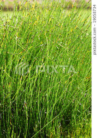 Chishima Himekkusa 19058734