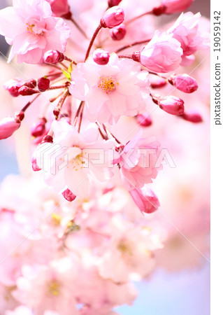 Double cherry blossoms Double cherry blossoms 19059142