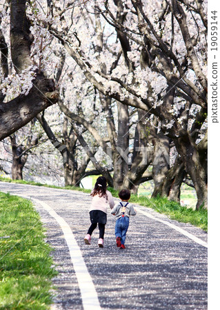 Sister cherry blossoms brothers Sister cherry blossoms brothers 19059144