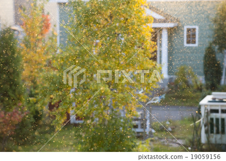 Mass emergence of snow caterpillars 19059156