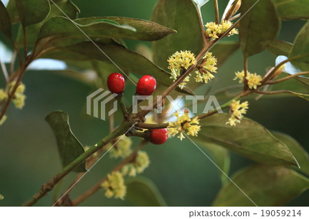 Natural plant Shirodamo, actually it will be ripe red for a year. So you can enjoy flowers and fruit at the same time 19059214