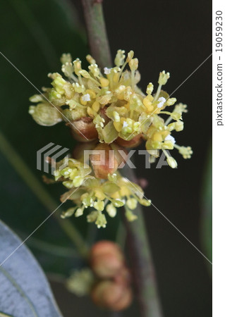 Natural plant Shirodamo, flowers bloom in late autumn. Although it is a plain flower, it is a time when there are few flowers so it stands outstanding 19059230