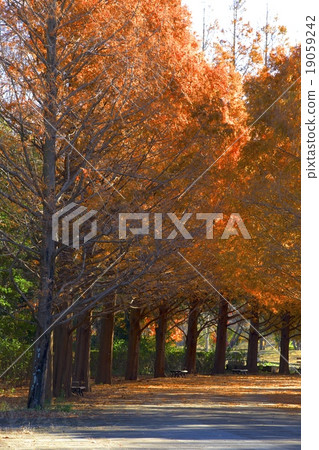 水杉日立海濱公園 水杉日立海濱公園 19059242