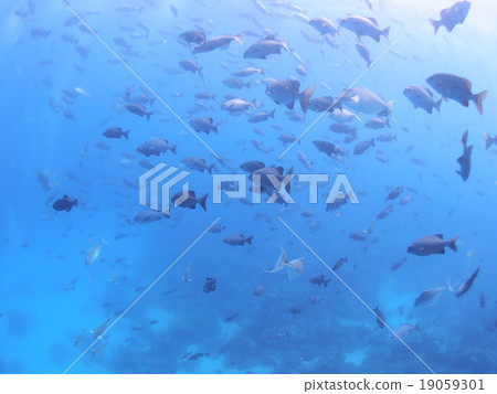 帕勞的Minami Isuzi成群並註入了陽光 19059301