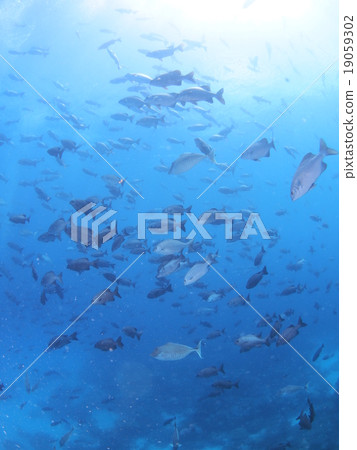 The hordes of Minami Isuzi in Palau and the sunshine injected 19059302