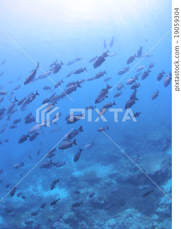 帕勞的Minami Isuzi成群並註入了陽光 帕勞的Minami Isuzi成群並註入了陽光 19059304