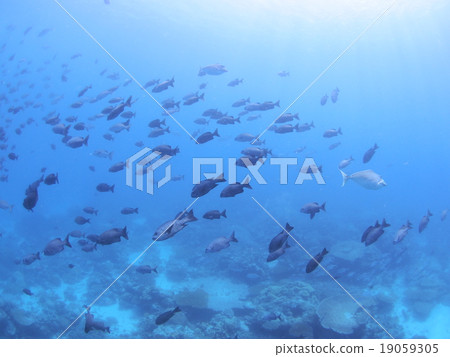 The hordes of Minami Isuzi in Palau and the sunshine injected 19059305