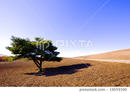 Mihara's Hill 19059390