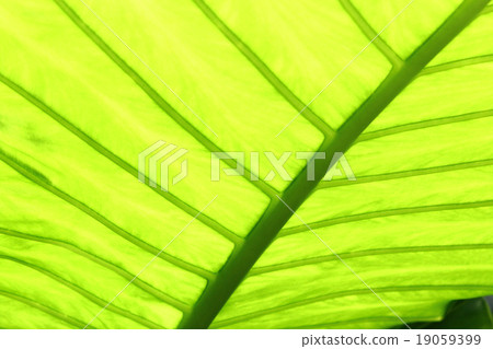 BASCHO leaves 19059399