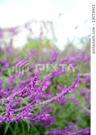 Mexican Sage 19059403
