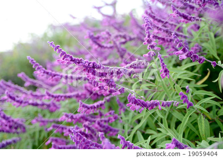 Mexican Sage 19059404