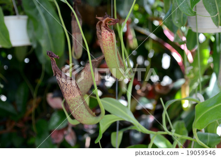 Ugubon Kuzura 19059546