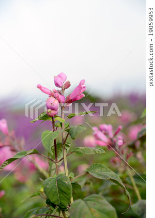 Rose leaf sage 19059953