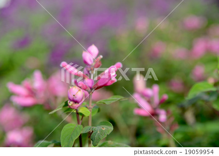 玫瑰葉鼠尾草 19059954