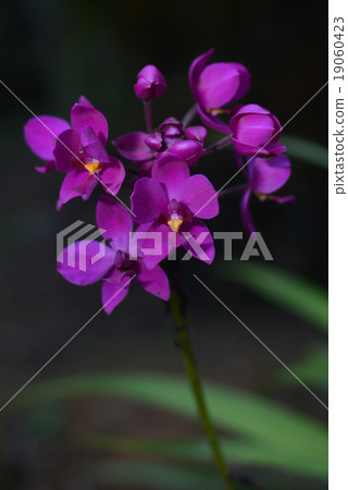 selective focus purple orchid in garden selective focus purple orchid in garden 19060423