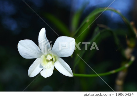 selective focus white orchid in garden selective focus white orchid in garden 19060424