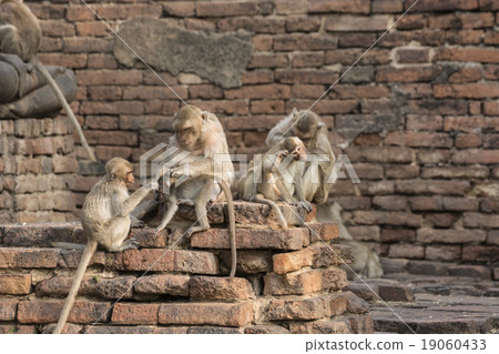 The monkey family live on the old city The monkey family live on the old city 19060433