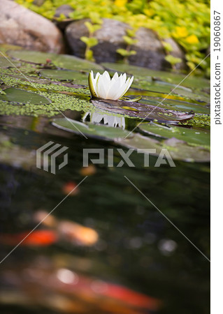 Water lily flower with carp koi golden fishes Water lily flower with carp koi golden fishes 19060867