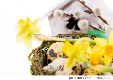 Easter eggs in the nest with narcissus Easter eggs in the nest with narcissus 19060877
