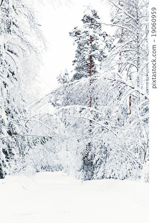 russian winter forest road in snow russian winter forest road in snow 19060959
