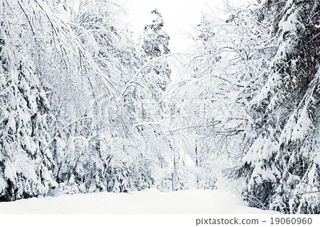 russian winter forest road in snow russian winter forest road in snow 19060960