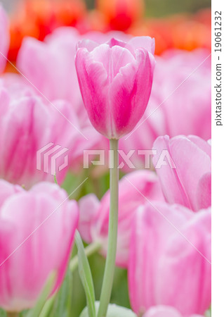 Beautiful pink tulips in the spring time 19061232
